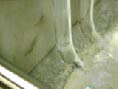 condensate in U-tube